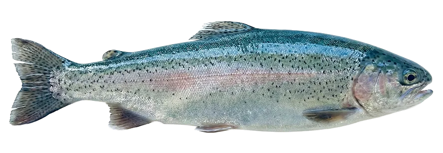 ローズサーモン